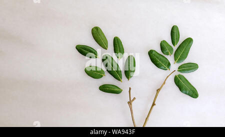 Flat lay of green longan leaves and branches arrange into the shape of a small tree, on a marble surface. Stock Photo