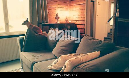 Wide shot of a brown dog on a gray couch with gray and white pillows in a room with wooden walls Stock Photo