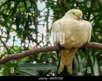 pied imperial pigeon sleeping on a branch at bali Stock Photo