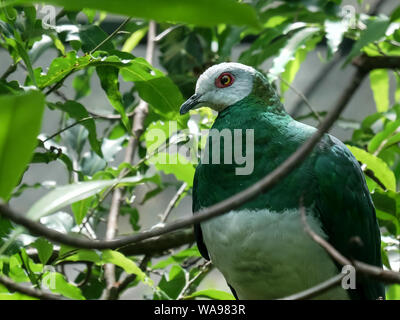 close up of a white-bellied imperial-pigeon in bali Stock Photo