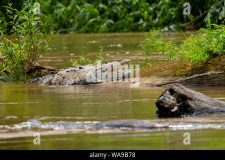 The American crocodile is a large crocodilian that can reach lengths