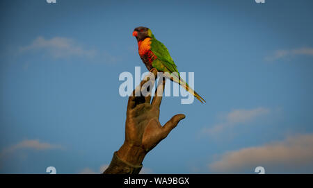 A bird on the Hand. An Australian native bird the Lorikeet sits perched on the fingers of a statue in Melbourne Australia. Stock Photo