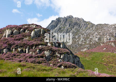 Tryfan is a mountain in the Glyderau Range in the Snowdonia National Park, Wales. Here showing heather clad flanks in August. Stock Photo
