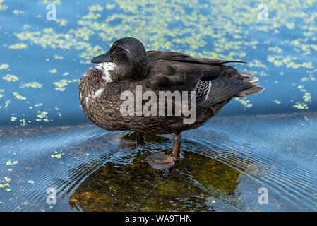 Unusually dark colouterd female Mallard duck Stock Photo