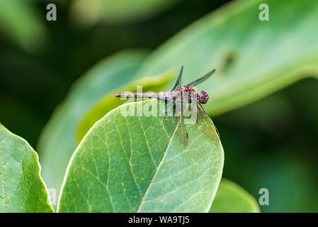 Common darter dragonfly resting on a magnolia leaf.