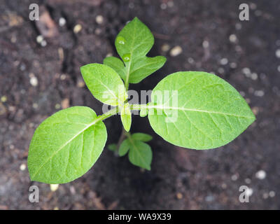 Young potato plant in a garden Stock Photo