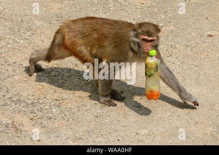 A Monkey Enjoys Iced Fruits And Vegetables To Cool Off On A Scorcher At 