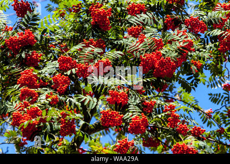 Rowan berries on tree announce the coming autumn red berries in august Stock Photo