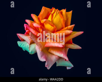 Rainbow colored isolated rose blossom macro fantasy on black background, a surrealistic vibrant colorful close-up of a single bloom Stock Photo