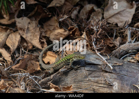 Italian Wall Lizard (Podarcis siculus) on an tree old branch, San Cusumano, Erice, Sicily Stock Photo