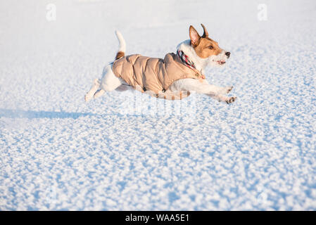 Dog wearing winter warm clothing running on snow (side view) Stock Photo