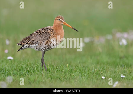 Black-tailed Godwit / Uferschnepfe ( Limosa limosa) in breeding dress, perched in a vernal meadow with flowering daisies, wildlife, Europe. Stock Photo
