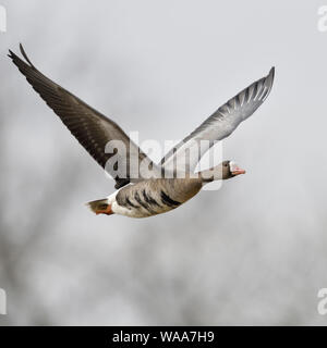 Greater White-fronted Goose / Blaessgans ( Anser albifrons ), arctic winter guest, huge wingspan, in flight, frontal side view, wildlife, Europe. Stock Photo