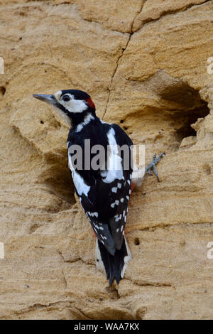 Greater / Great Spotted Woodpecker / Buntspecht ( Dendrocopos major ) adult male, nest robber, searching for food in a Sand Martin ( Bank Martin ) col