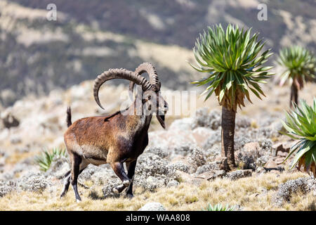 Very rare Walia ibex, Capra walia, one of the rarest ibex in world. Only about 500 individuals survived in Simien Mountains in Northern Ethiopia, Afri Stock Photo