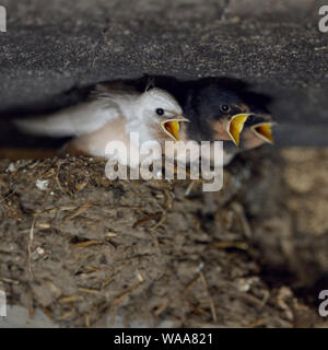 Barn Swallows / Rauchschwalben ( Hirundo rustica ), chicks in nest, almost fledged, one with a rare gene defect, white plumage, leucistic, leucism, Eu Stock Photo