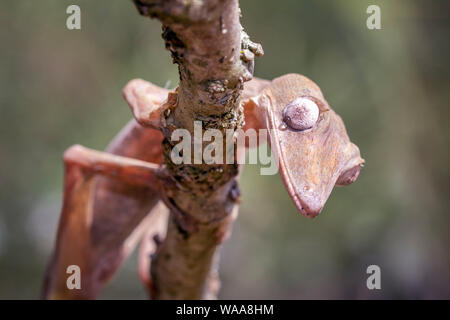 The giant leaf-tailed gecko; Uroplatus fimbriatus, is a nocturnal reptile up to 30 centimeters long that lives endemic to Madagascar. The animals are Stock Photo