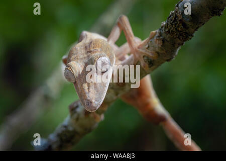 The giant leaf-tailed gecko; Uroplatus fimbriatus, is a nocturnal reptile up to 30 centimeters long that lives endemic to Madagascar. The animals are Stock Photo