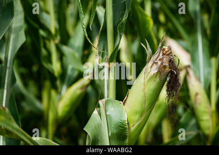 Corn cob in husk, ripening maize crop ear in field Stock Photo