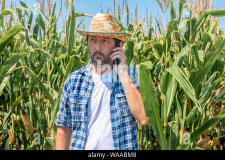 Farmer talking on mobile phone in corn maize field, using modern communication technology in agricultural activity Stock Photo