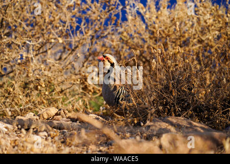 Chukar (Alectoris chukar) on the ground. Photographed at Cape Sounion, Greece in June Stock Photo
