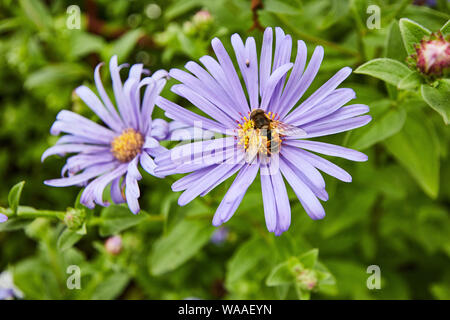 A vibrant yellow and black Dead Head Hoverfly (Myathropa florea) feeding on a beautiful African Daisy flower. Stock Photo