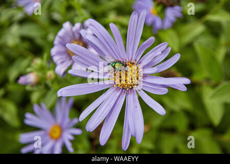 A vibrant metallic Green Bottle Fly (Lucilia sericata) feeding on an African Daisy flower. Stock Photo