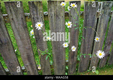 Daisies poking through an old wooden picket fence in an English country garden - John Gollop Stock Photo