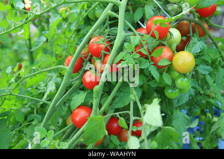 Ripe organic cherry tomatoes in garden Stock Photo
