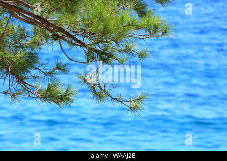 Branches of Mediterranean pine and blurred blue sea in background Stock Photo
