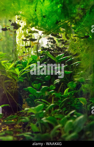 Jungle in an aquarium with small black fish Stock Photo