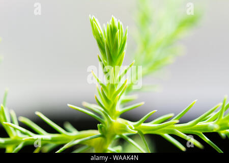 Delicate fresh sprout of Sequoia Stock Photo