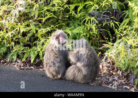 Two macaques sit on the side of the road in Yakushima; one being groomed while the other looks towards the camera Stock Photo