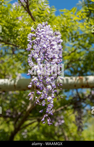Beautiful purple and white Japanese wisteria (wisteria floribunda) in a park in Miyazaki, Japan Stock Photo