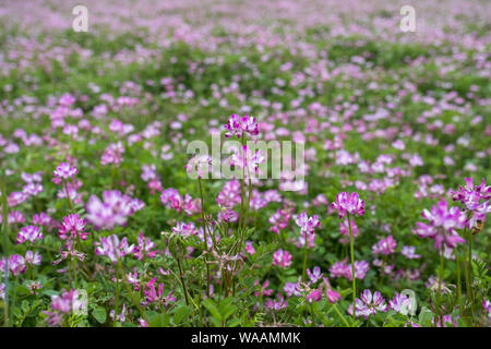 A closeup photo of bright pink and white flowers (alpine milk-vetch / astragalus alpinus) in a field in Japan Stock Photo