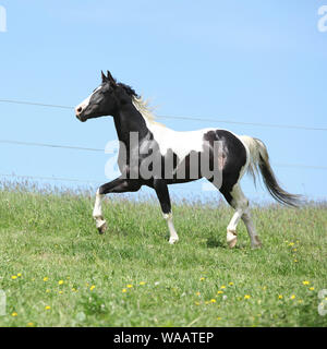 Gorgeous black and white stallion of paint horse running on spring pasturage Stock Photo