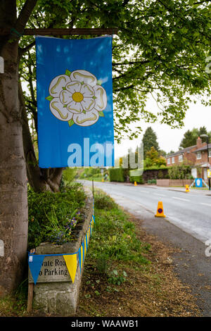 White rose of Yorkshire flag flying from a tree to celebrate the cycle racing. Stock Photo