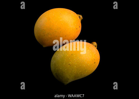 Delicious Naturally Ripened Mangoes. Isolated on Black background. Stock Photo