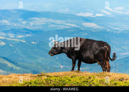 Cow grazing on meadow in mountains. Cattle on a pasture Stock Photo