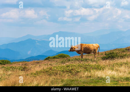 Cow grazing on meadow in mountains. Cattle on a pasture Stock Photo