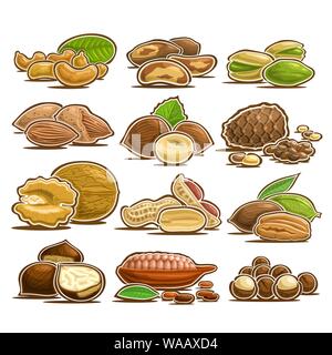 Vector set of Nuts, 12 cut out assorted heap of abstract hazel fruits for healthy nutrition, collection of isolated various piles of nut kernels in nu Stock Vector