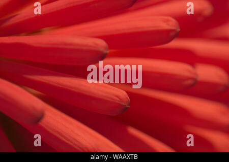 Natural abstract of an extreme close up of a scarlet Torch Lily (Kniphofia), also known as a Red Hot Poker flower. Stock Photo