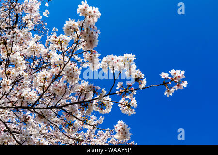 Japan, Honshu, Tokyo, Kudanshita, Chidori-ga-fuchi, Cherry Blossom, 30075409 Stock Photo