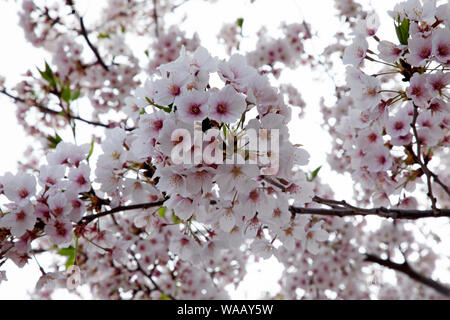 Japan, Honshu, Tokyo, Kudanshita, Chidori-ga-fuchi, Cherry Blossom, 30075405 Stock Photo