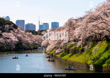 Japan, Honshu, Tokyo, Kudanshita, Chidori-ga-fuchi, Imperial Palace Moat , Cherry Blossom and People Boating with City Skyline in Rear, 30075418 Stock Photo