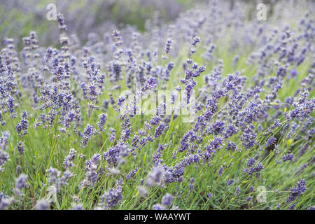 A close-up of bright purple and green lavender swaying in the wind Stock Photo