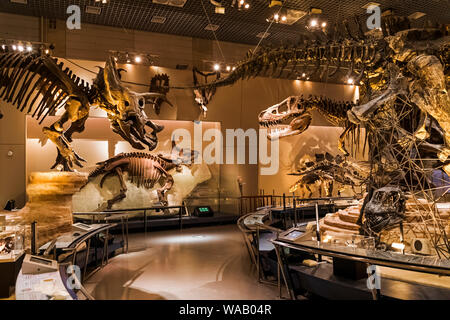 Japan, Honshu, Tokyo, Hibiya, Ueno Park, National Museum of Nature and Science, Exhibit of Tyrannosaurus Rex Dinosaur, 30076000 Stock Photo