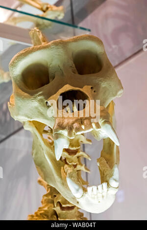 Japan, Honshu, Tokyo, Hibiya, Ueno Park, National Museum of Nature and Science, Exhibit of Gorilla Skull, 30075985 Stock Photo