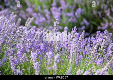 A close-up of bright purple and green lavender with a blurry background Stock Photo