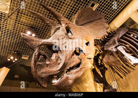 Japan, Honshu, Tokyo, Hibiya, Ueno Park, National Museum of Nature and Science, Exhibit of Triceratops  Dinosaur, 30075996 Stock Photo